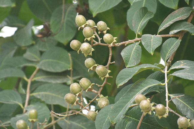 大花紫薇 (10)1.jpg