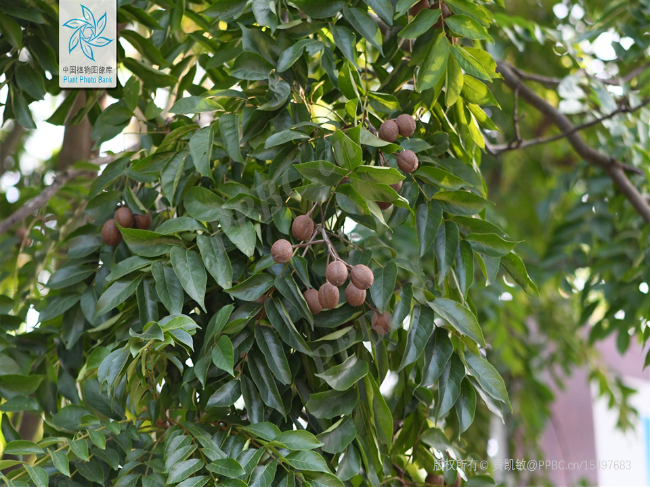 麻楝果21.jpg