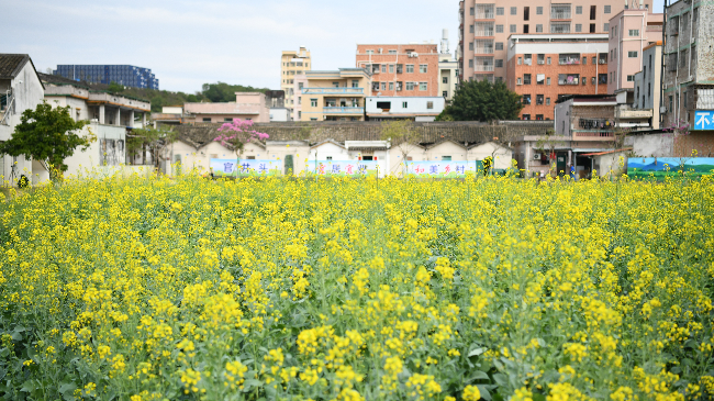 02.1（升级后）官井头村美丽田园(1).jpg