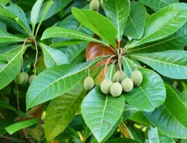 毛果杜英果实.jpg