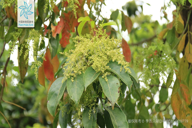 11图片源自中国植物图像库.jpg