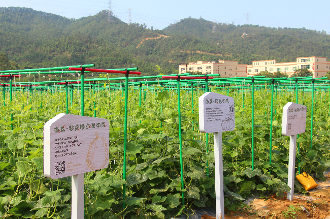 绿美示范带—旗岭森林公园与美丽田园 (7).jpg