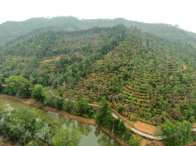 绿美示范带—九江水生态林区 (1).jpg