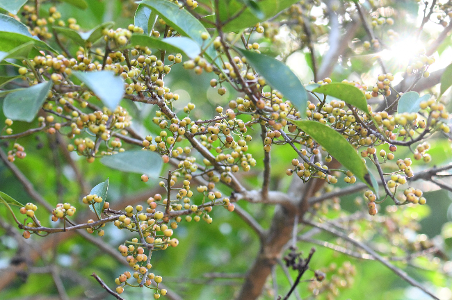 DSC_8545 - 副本.JPG