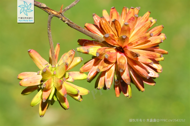 成熟果实-3.jpg