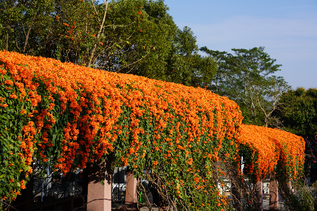 银瓶山清溪景区炮仗花.jpg