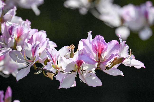 DSC_3152.JPG