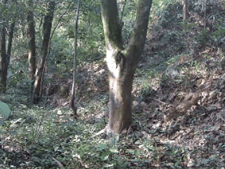 豹猫.gif