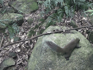 赤腹松鼠.gif
