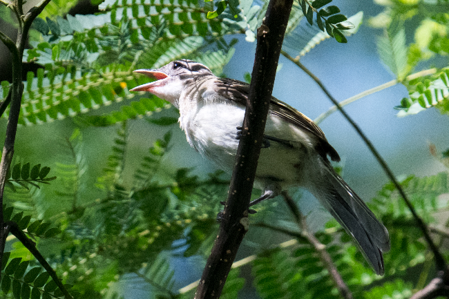 8月 白头鹎 芳园.jpg