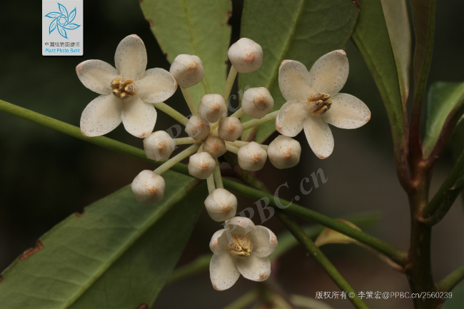 朱砂根花.jpg