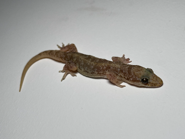 原尾蜥虎-邱杰君 (2).jpg