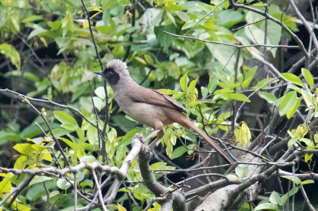 3月 黑脸噪鹛 植物迷宫.jpg