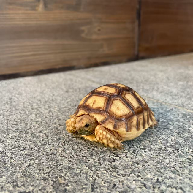 5.苏卡达陆龟(幼体1）.jpg