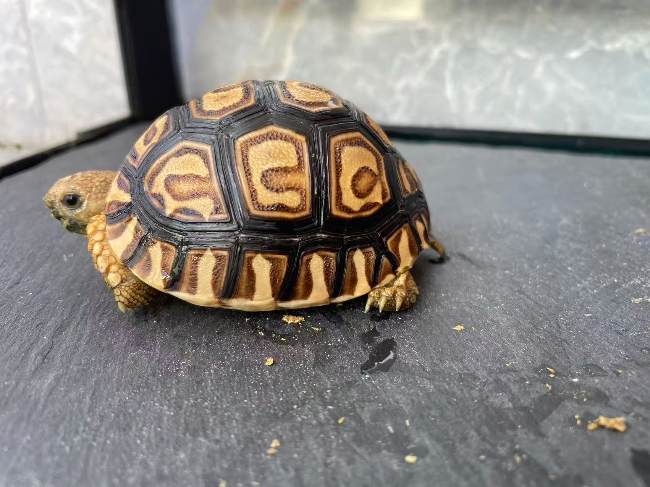 6.豹纹陆龟(幼体1）.jpg
