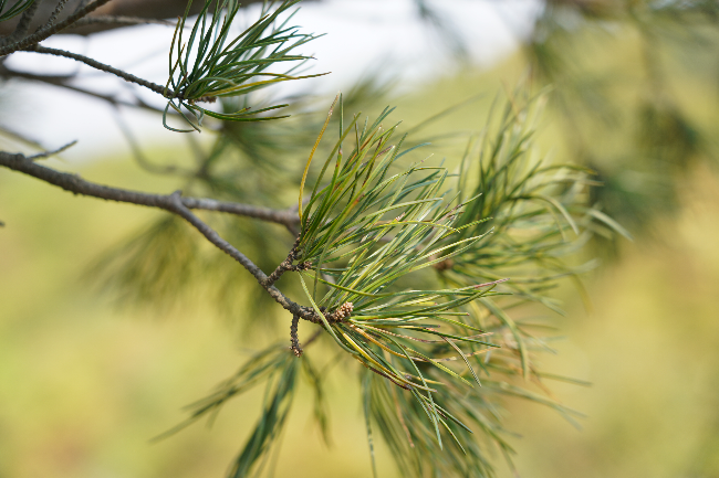 五针松枝叶.JPG