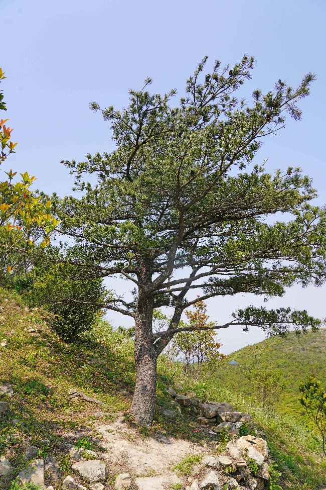 银瓶山森林公园五针松 拷贝 - 副本.jpg