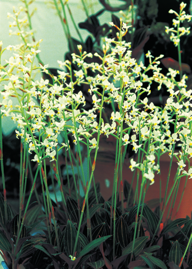 图3 血叶兰(图源：东莞珍稀植物).png