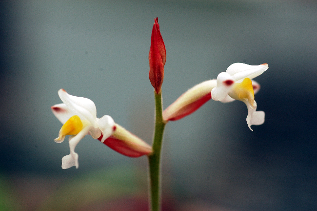 图1 血叶兰(图源：东莞珍稀植物).jpg