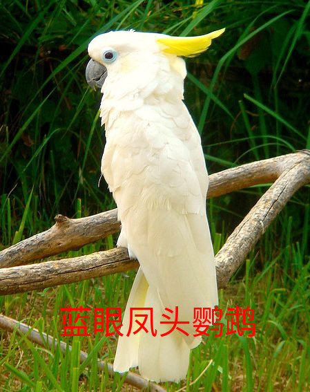 蓝眼凤头鹦鹉.jpeg