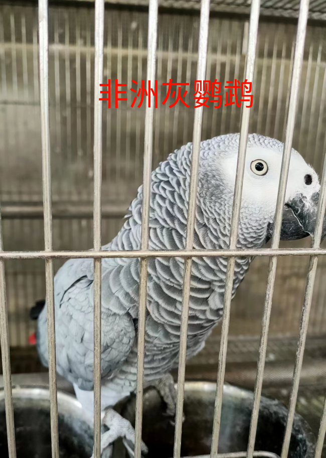 非洲灰鹦鹉.jpg