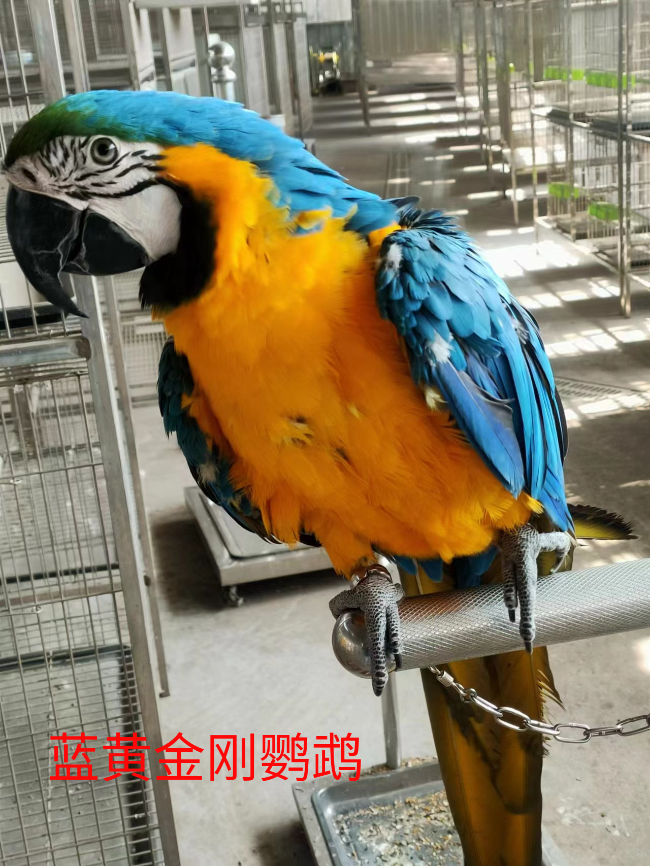 蓝黄金刚鹦鹉.jpg