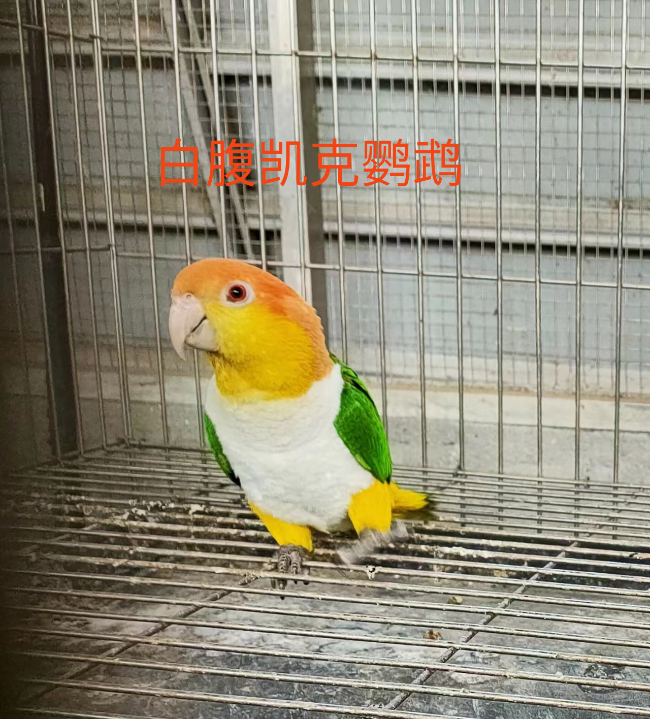 白腹凯克鹦鹉.jpg