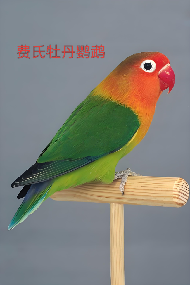 费氏牡丹鹦鹉.jpg