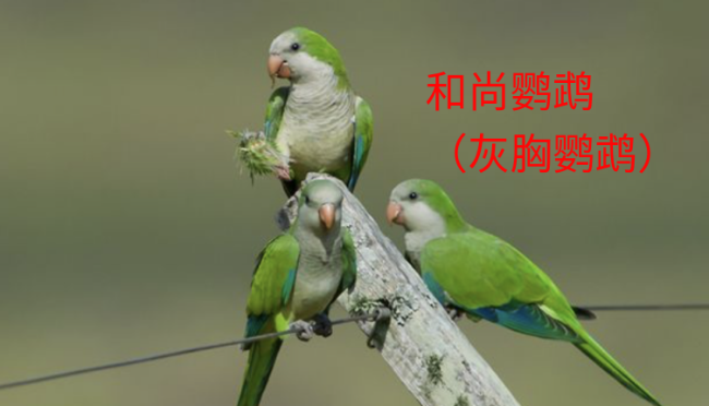 和尚鹦鹉（灰胸鹦鹉）.png