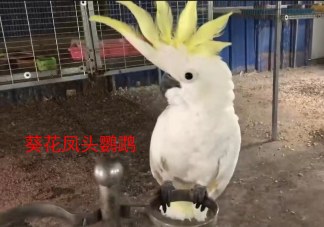 葵花凤头鹦鹉.jpg