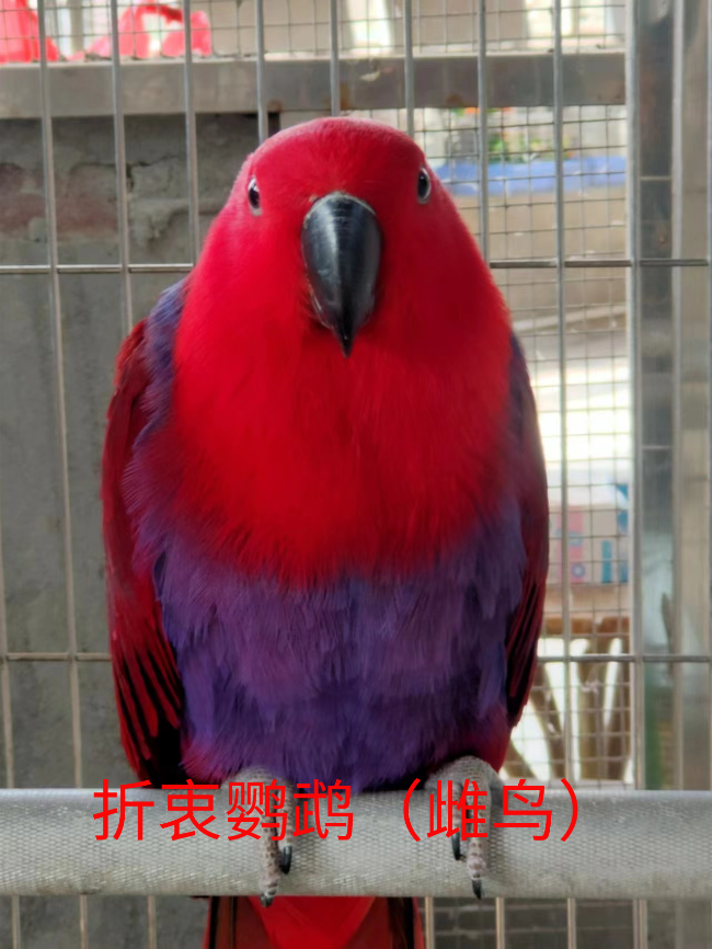 折衷鹦鹉（雌鸟）.jpg