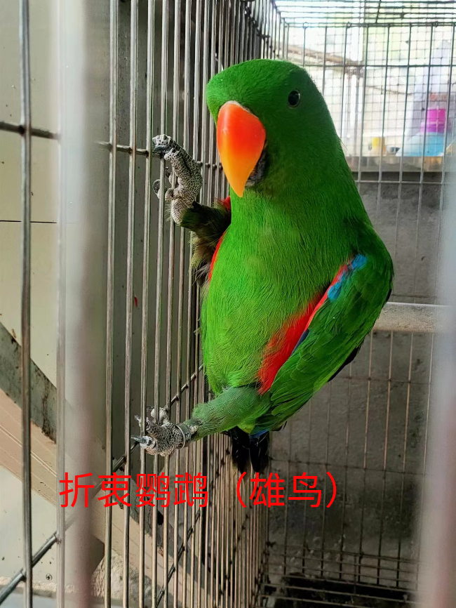 折衷鹦鹉（雄鸟）.jpg