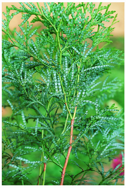 139-1 福建柏（图片来源：东莞珍稀植物） 拷贝.jpg