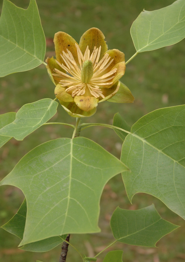 140-1 鹅掌楸(图源：东莞珍稀植物).jpg