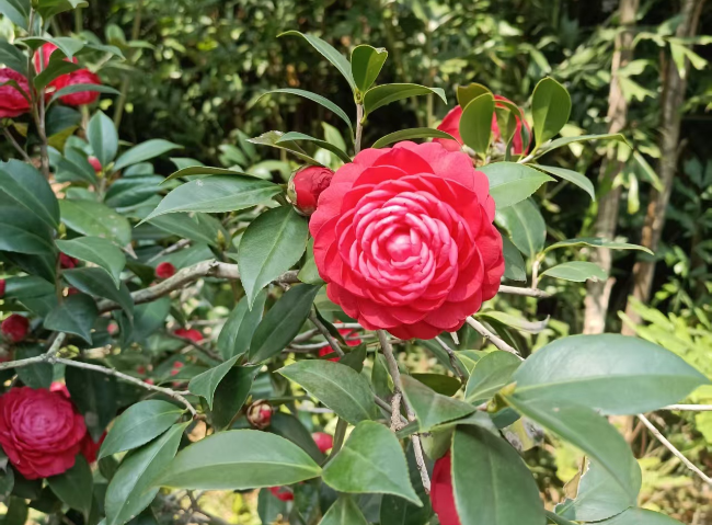 茶花，重瓣2.jpg