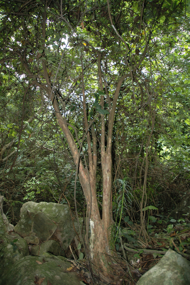 11-3 三尖杉(曾庆文拍).jpg
