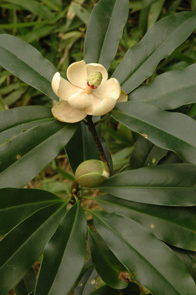 12-1 木莲(曾庆文拍).jpg