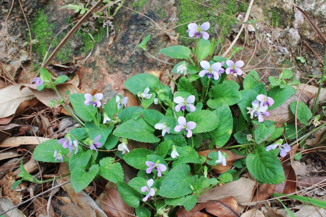1.图片来源东莞珍稀植物 拷贝.jpg