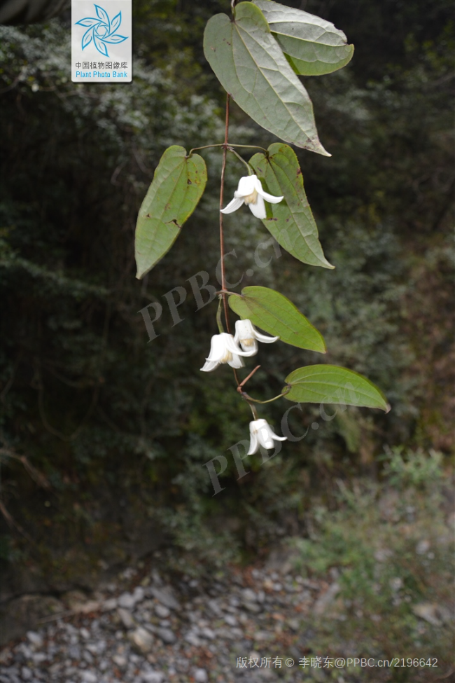 植物智——花.jpg